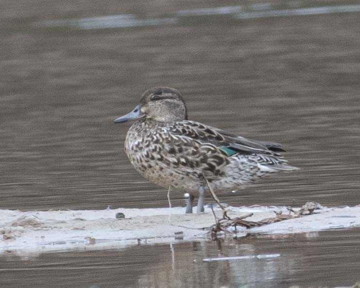 Green-winged Teal - ML615711251