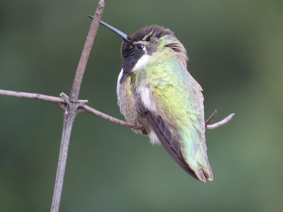 Costa's Hummingbird - ML615711254