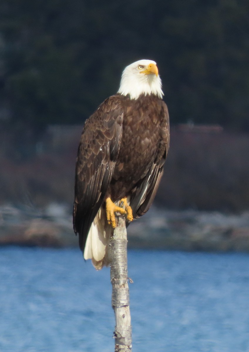 Bald Eagle - ML615711257