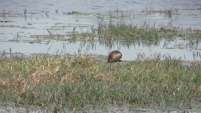 Bronze-winged Jacana - ML615711260