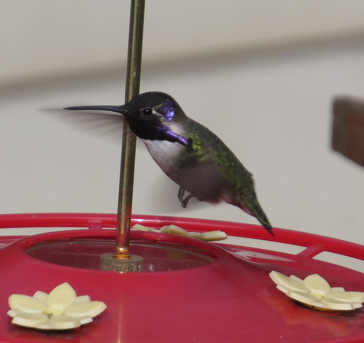 Costa's Hummingbird - ML615711261