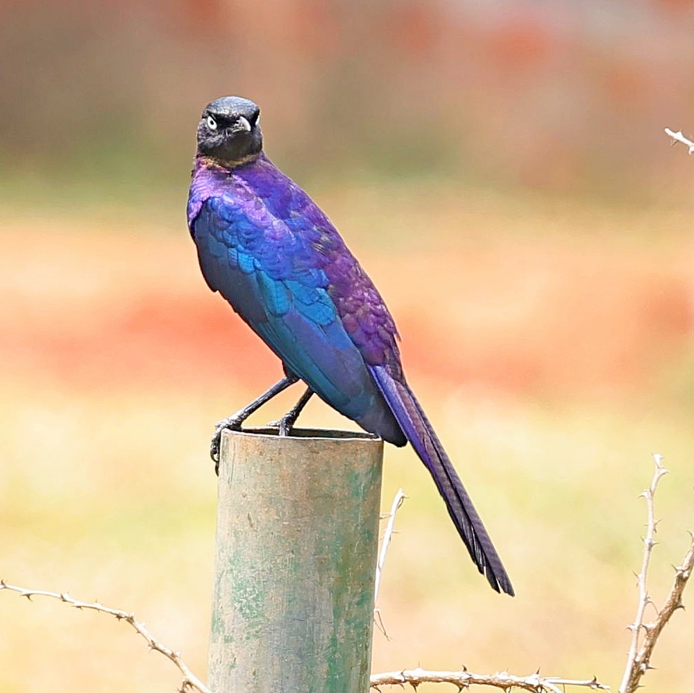 Rüppell's Starling - ML615711264