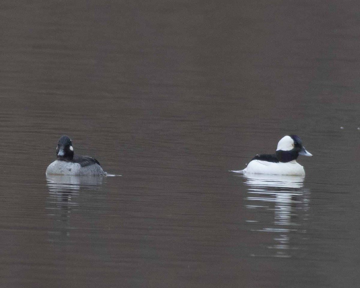 Bufflehead - ML615711275