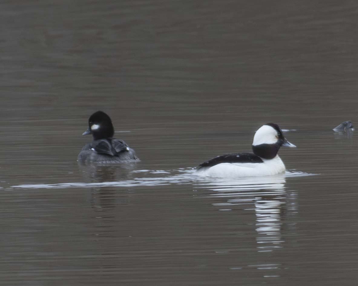 Bufflehead - ML615711276