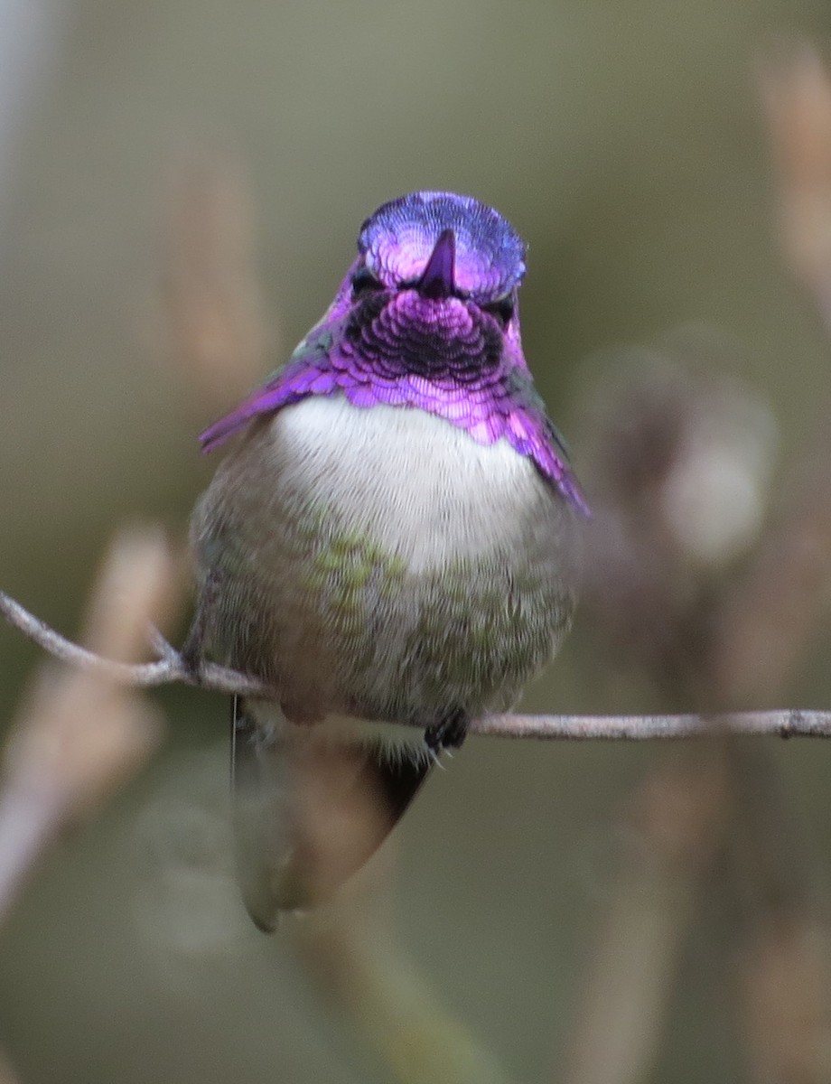 Costa's Hummingbird - ML615711285