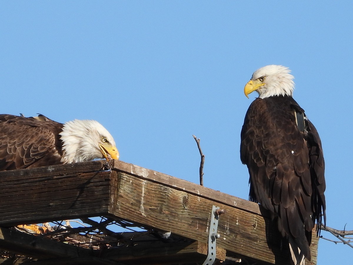 Bald Eagle - ML615711286