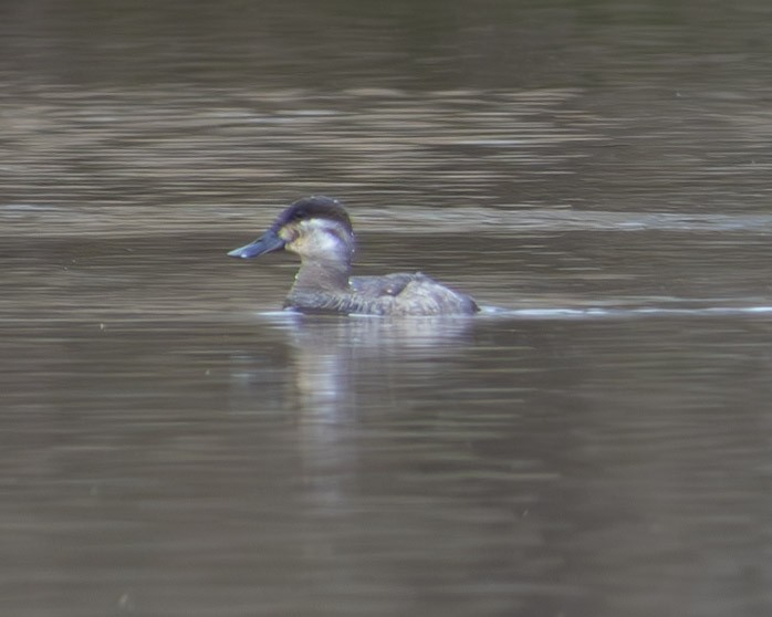 Ruddy Duck - ML615711291
