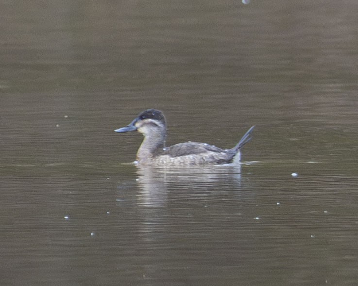 Ruddy Duck - ML615711292
