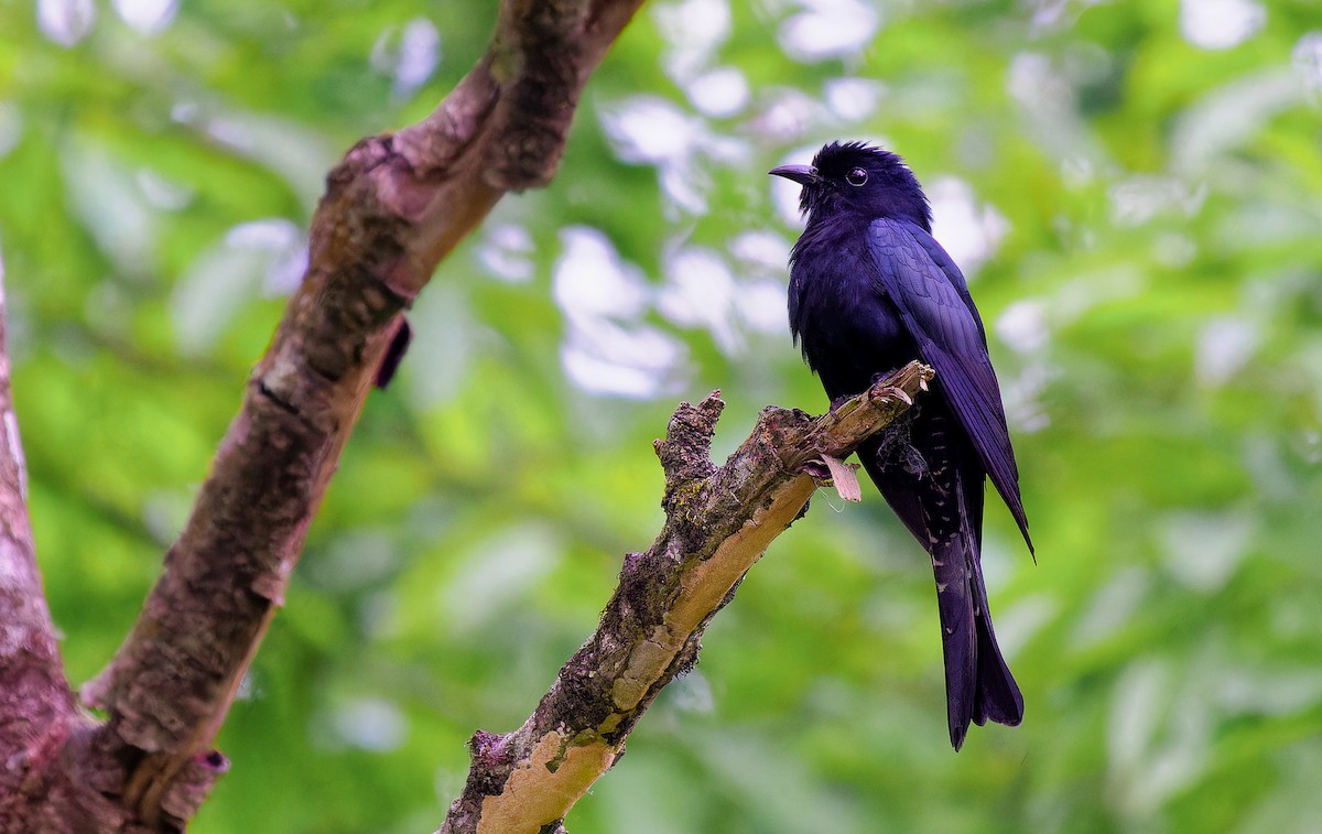 Square-tailed Drongo-Cuckoo - ML615711309