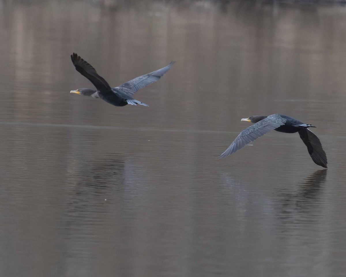 Double-crested Cormorant - ML615711311