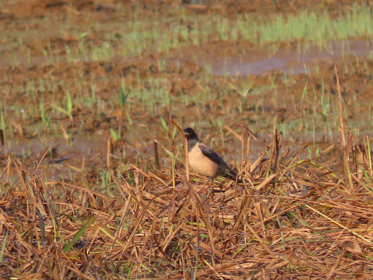 Rosy Starling - Sreekumar Chirukandoth