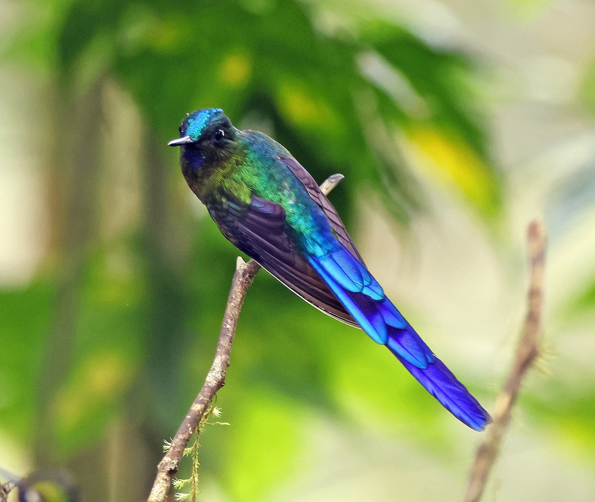 Violet-tailed Sylph - ML615711323