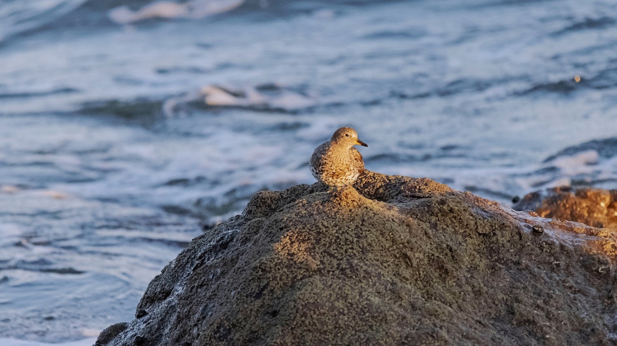 Surfbird - ML615711329