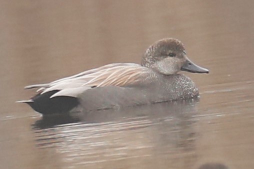 Gadwall - michael vedder