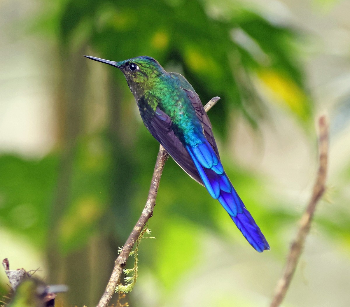 Violet-tailed Sylph - ML615711336