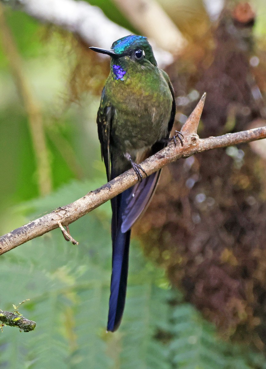 Violet-tailed Sylph - ML615711358