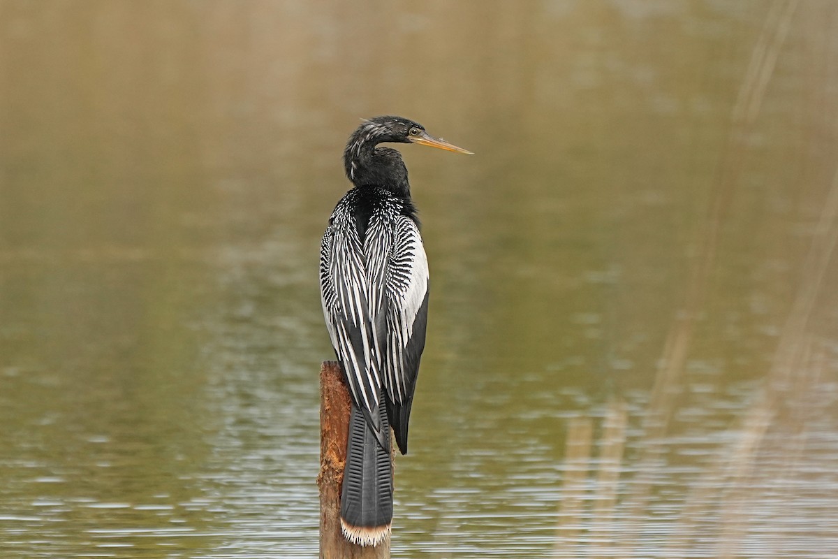 Anhinga Americana - ML615711362