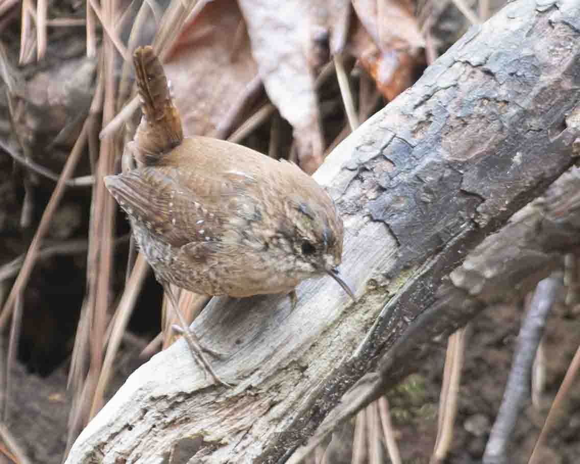Winter Wren - ML615711364