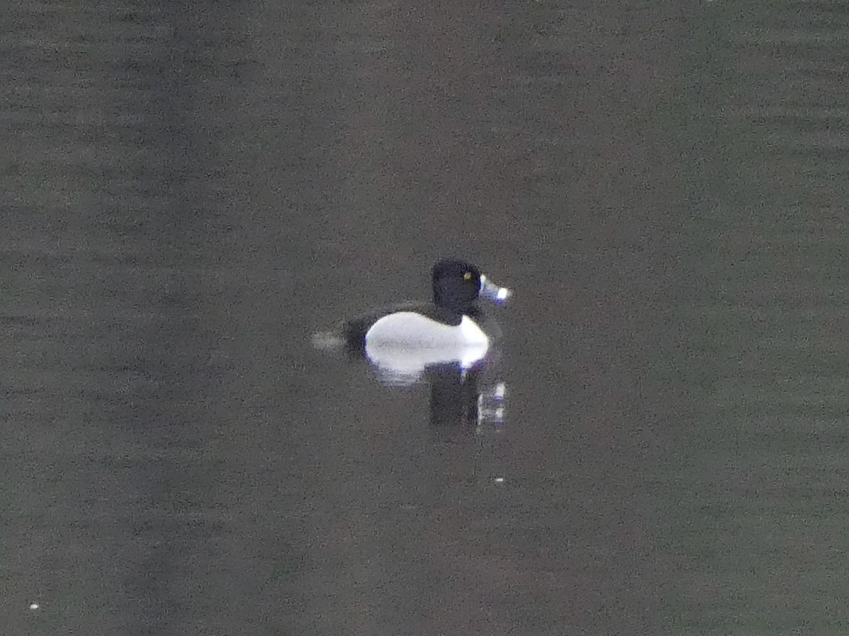 Ring-necked Duck - Larry Morin