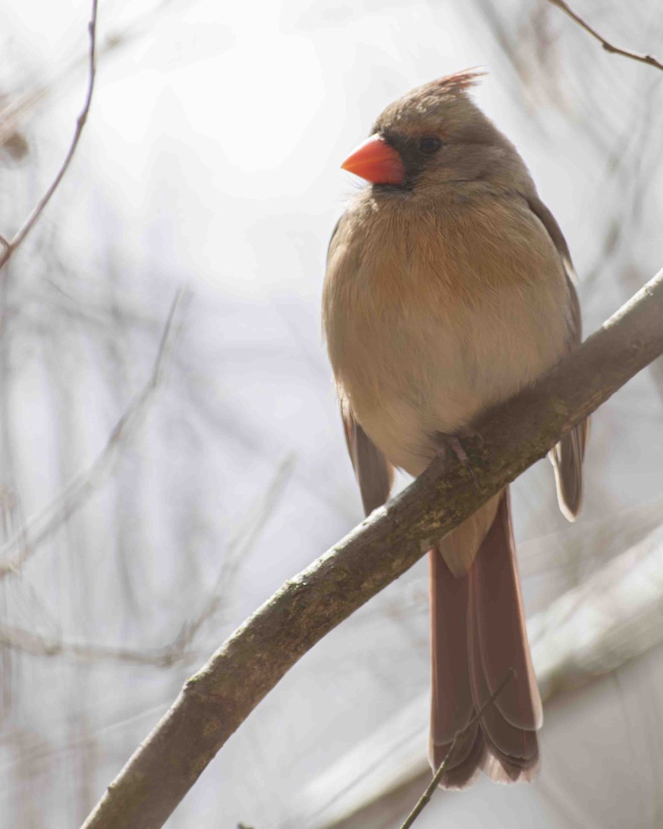 Northern Cardinal - ML615711405