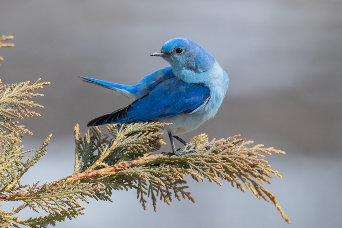 Mountain Bluebird - ML615711409