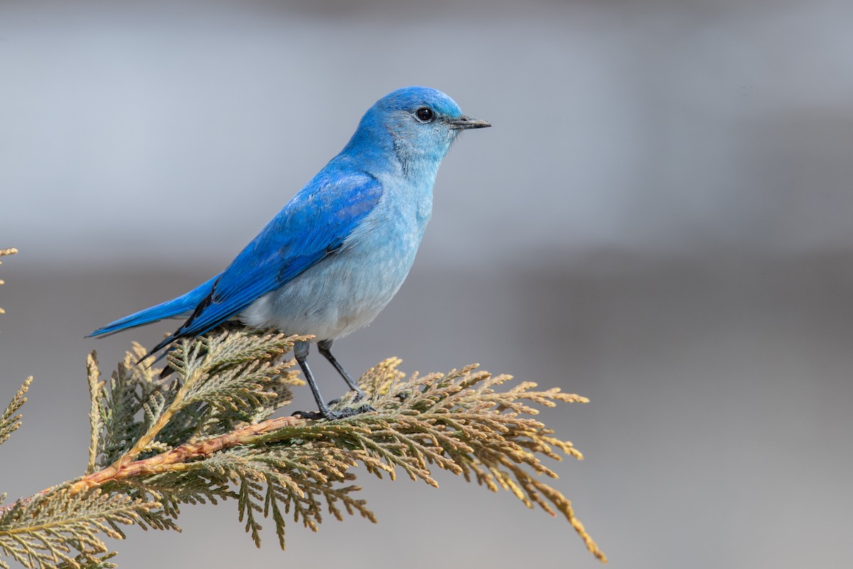 Mountain Bluebird - ML615711412