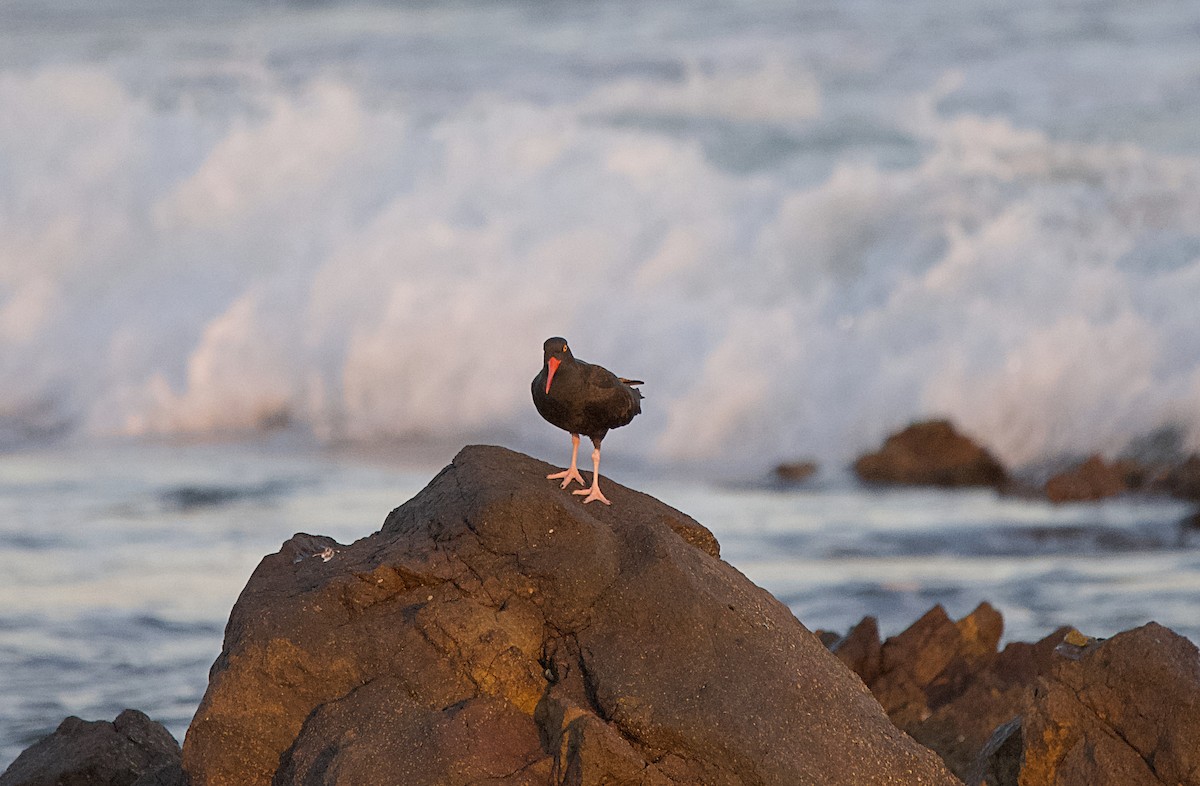 Black Oystercatcher - ML615711416