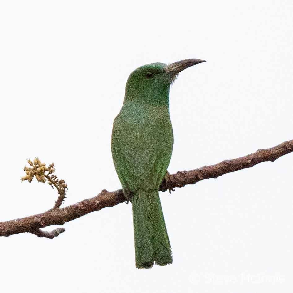 Blue-bearded Bee-eater - ML615711452