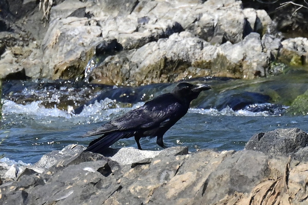 Large-billed Crow - ML615711453