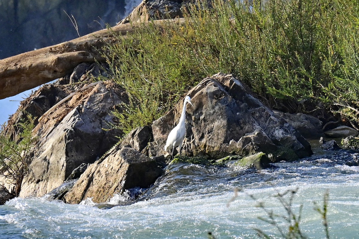 Little Egret - ML615711459