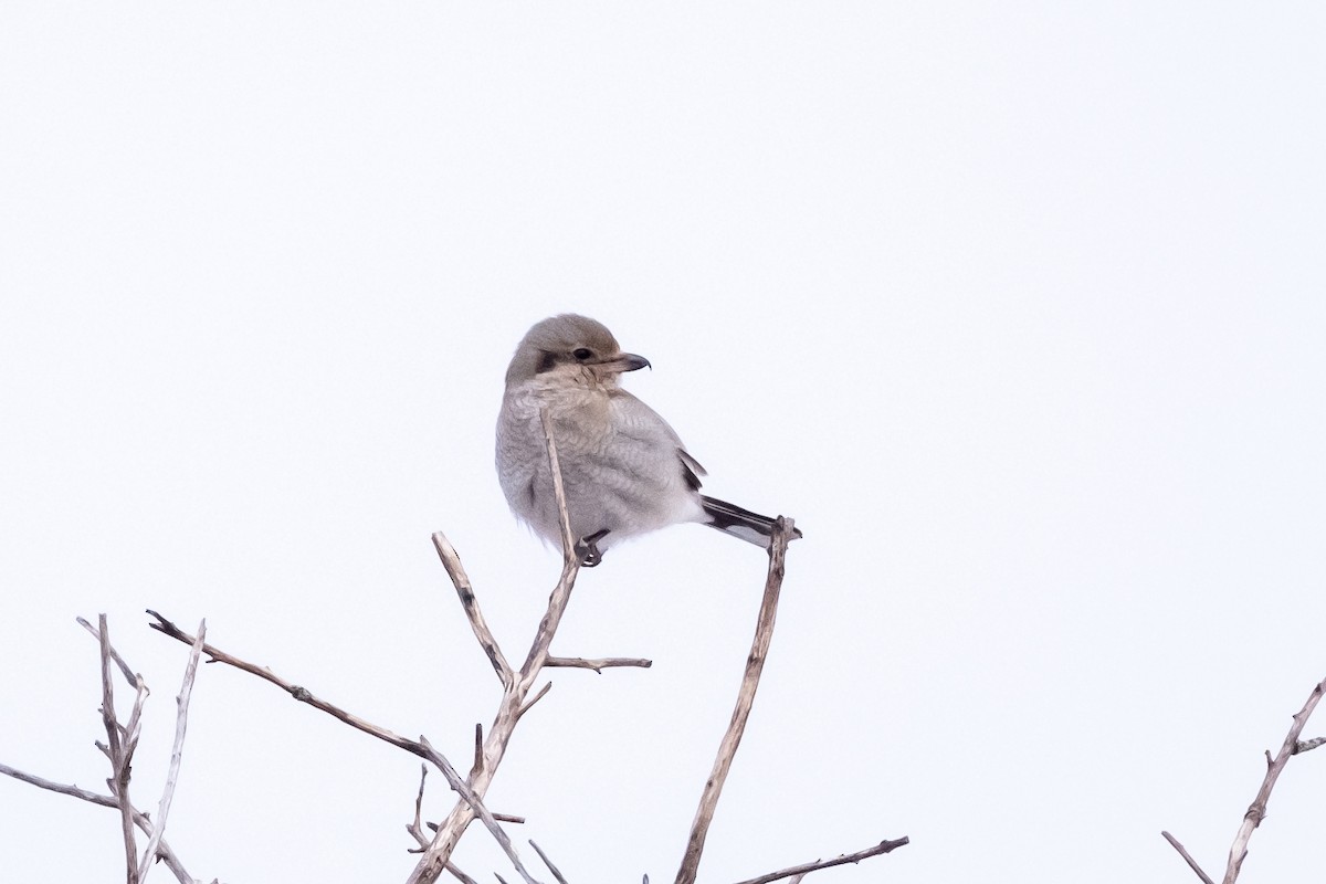 Northern Shrike - Scott Dresser