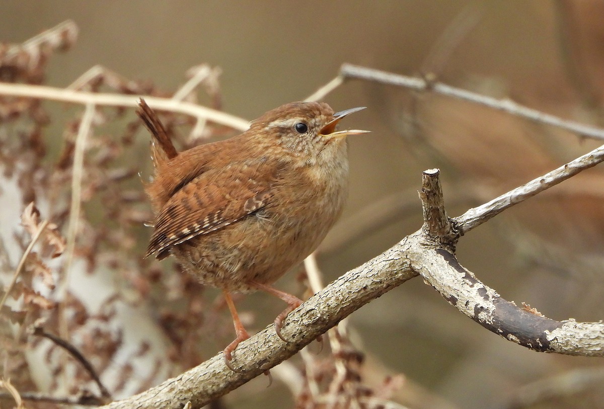 Eurasian Wren (British) - ML615711465