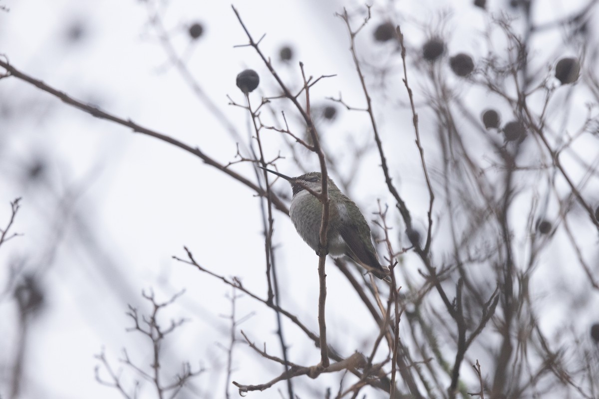 Anna's Hummingbird - ML615711470