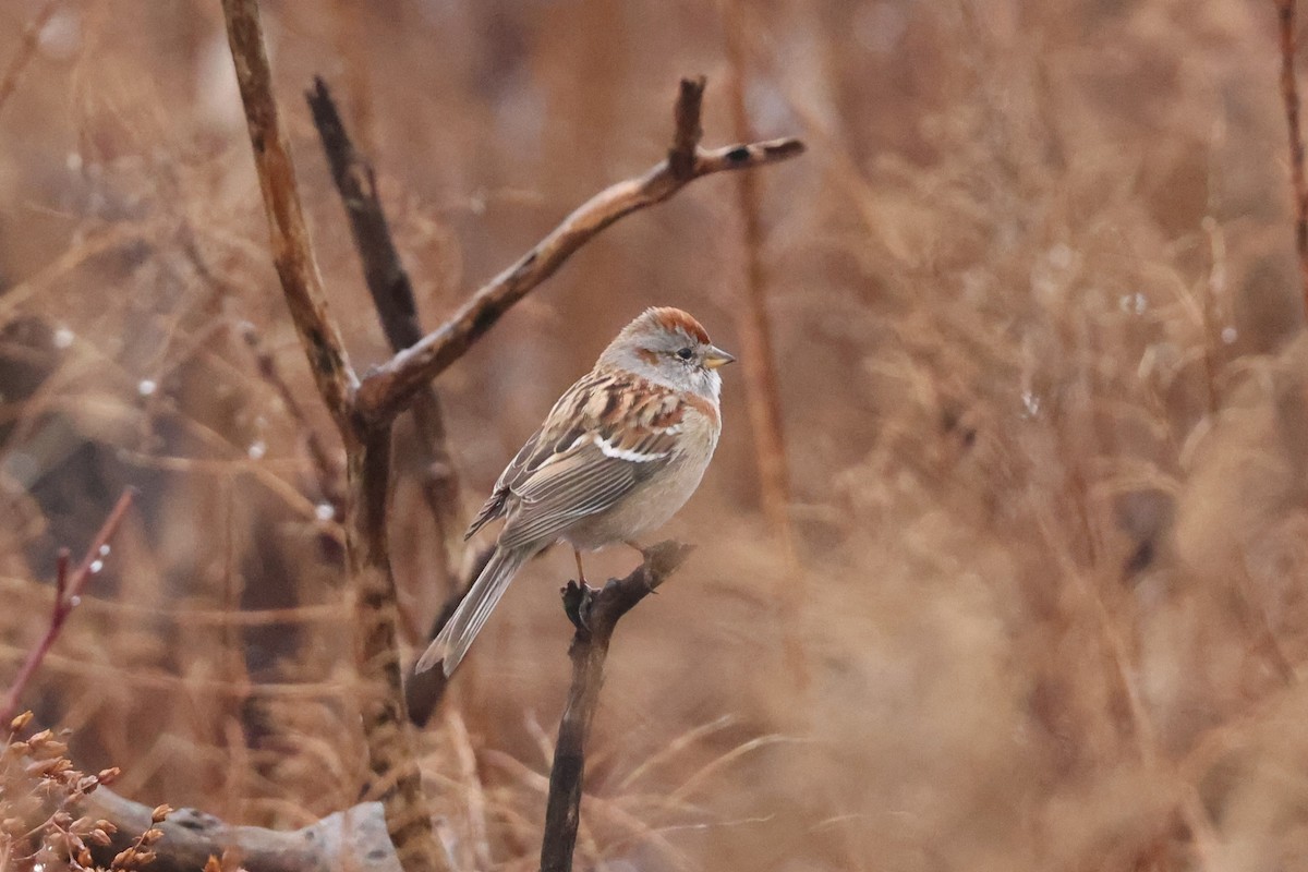 American Tree Sparrow - Charlie Kaars