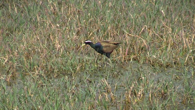 Bronze-winged Jacana - ML615711521