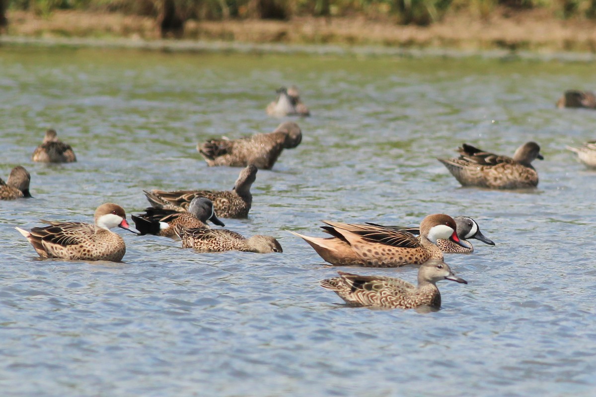 White-cheeked Pintail - ML615711529