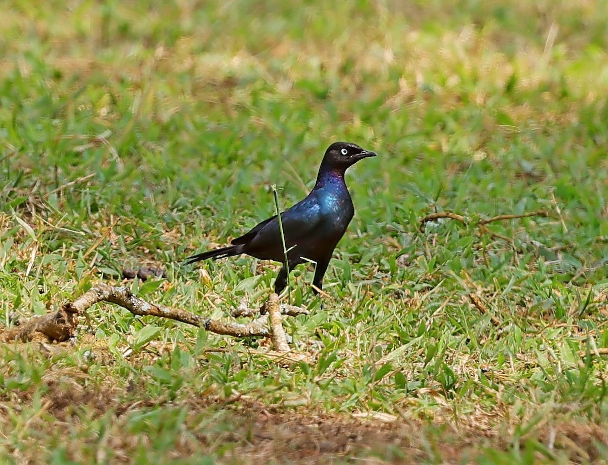 Rüppell's Starling - ML615711591