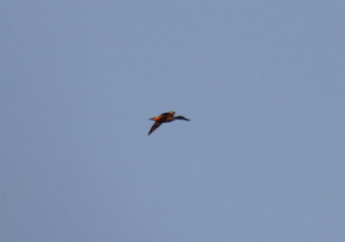 Халбага нугас - ML615711630