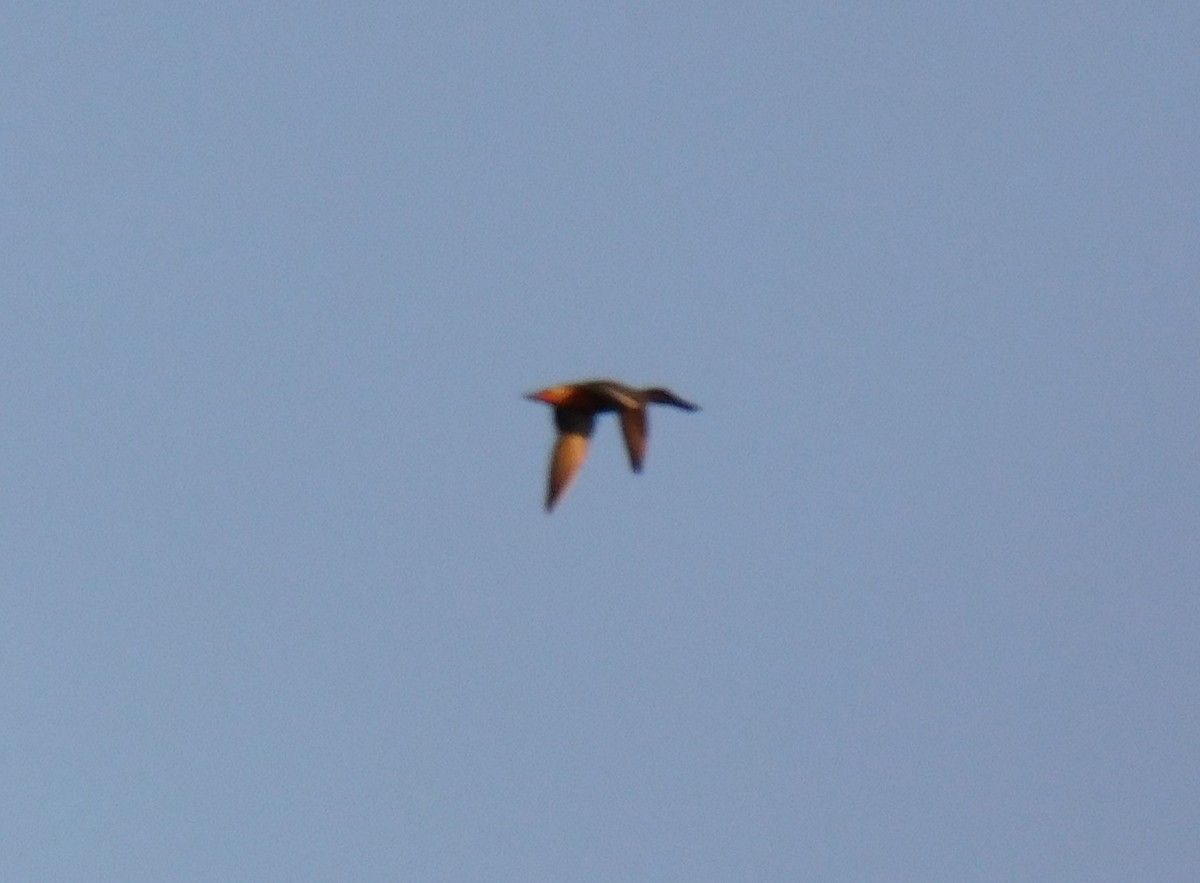 skjeand - ML615711631