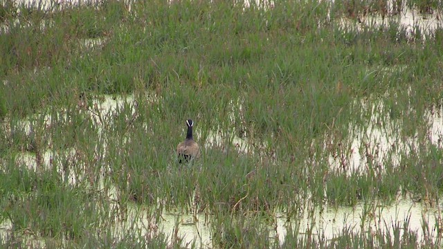 Jacana Bronceada - ML615711633