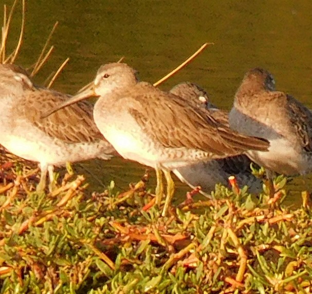 kortnebbekkasinsnipe - ML615711634