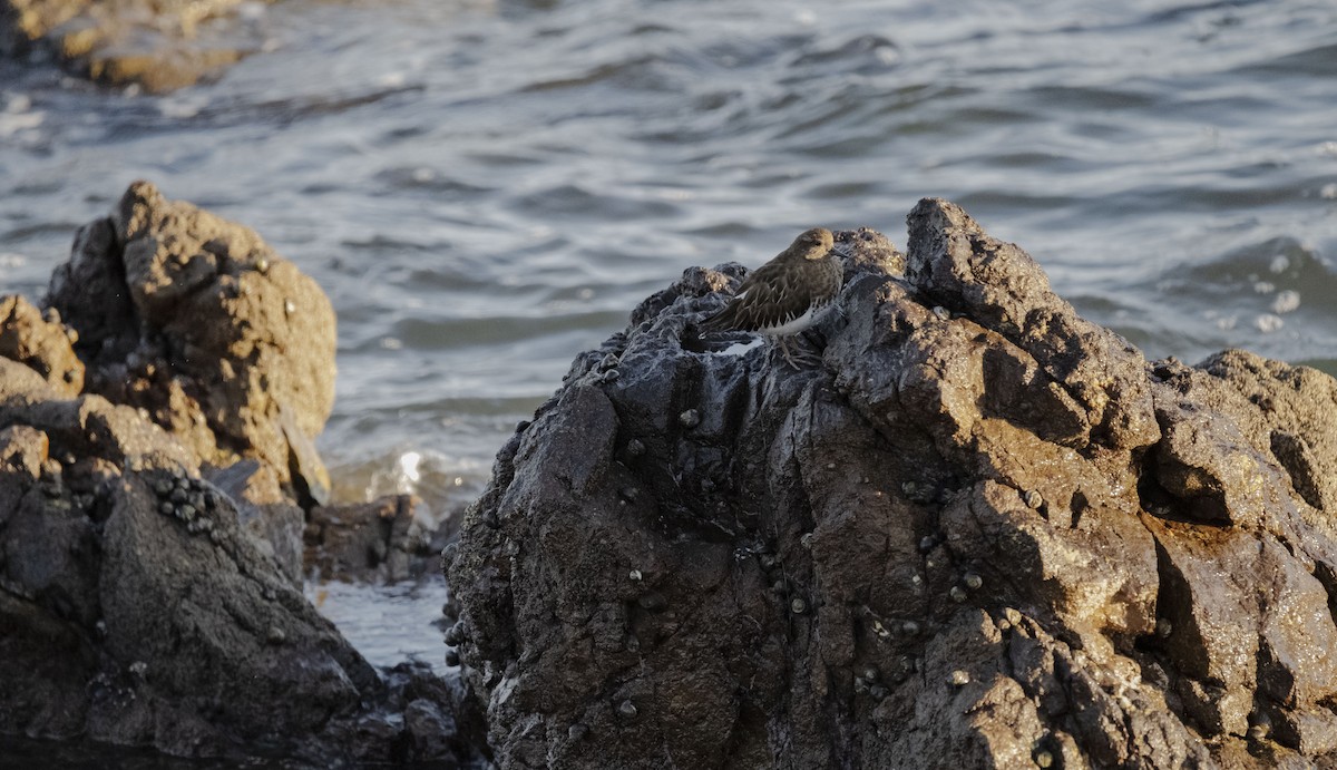 Black Turnstone - ML615711664