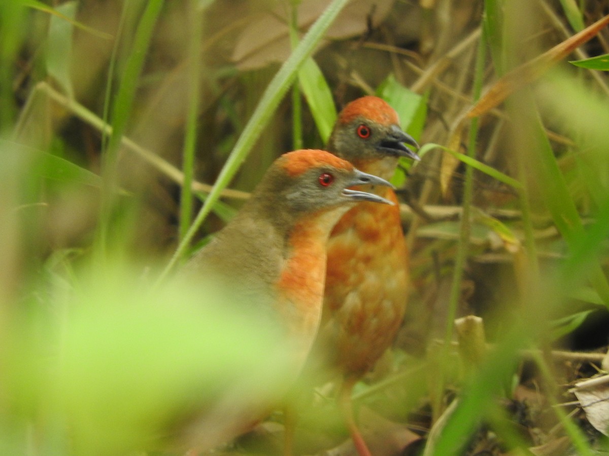 Russet-crowned Crake - ML615711667