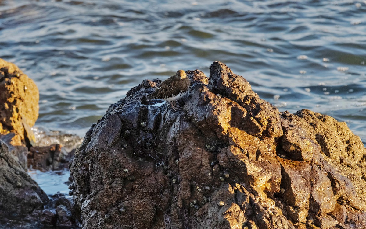 Black Turnstone - ML615711688