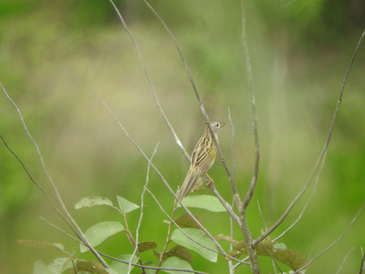 Wedge-tailed Grass-Finch - ML615711712