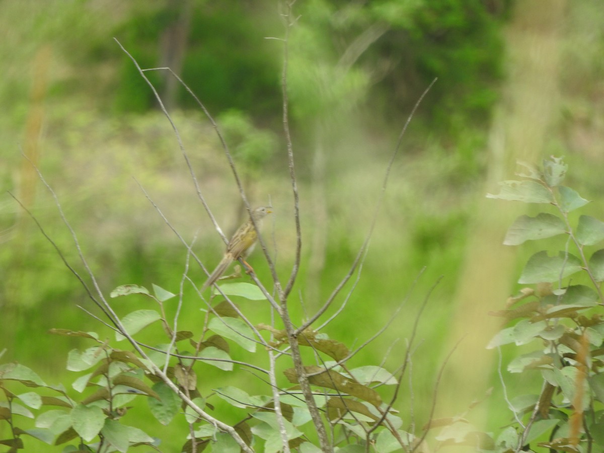 Wedge-tailed Grass-Finch - ML615711713