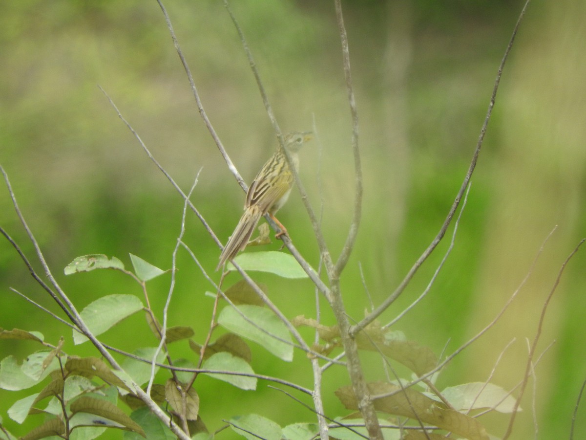 Wedge-tailed Grass-Finch - Agustin Carrasco
