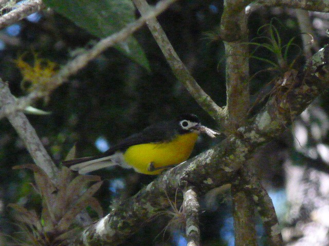 White-fronted Redstart - ML615711738