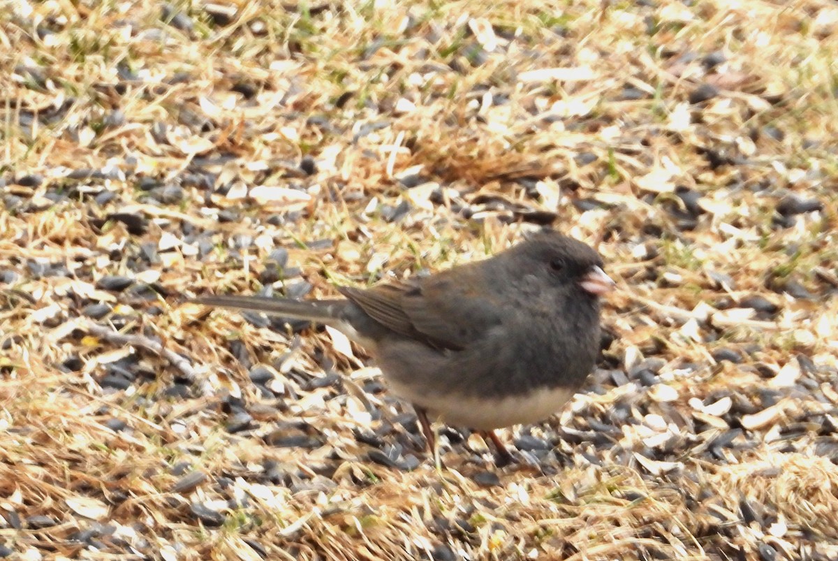 Dark-eyed Junco - ML615711745