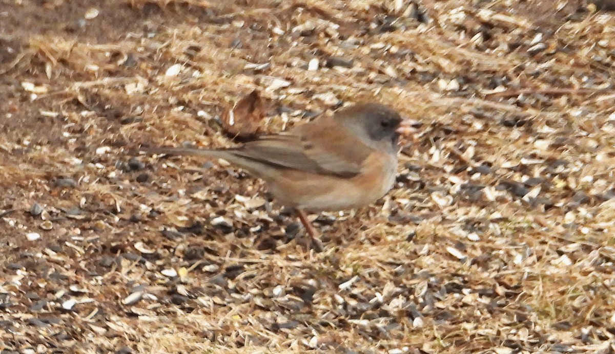 Dark-eyed Junco (Oregon) - ML615711762